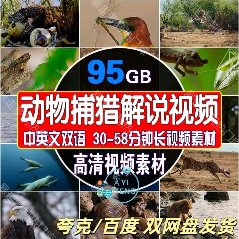 野生动物捕猎觅食场面解说中视频经典科普类高清自媒体剪辑素材