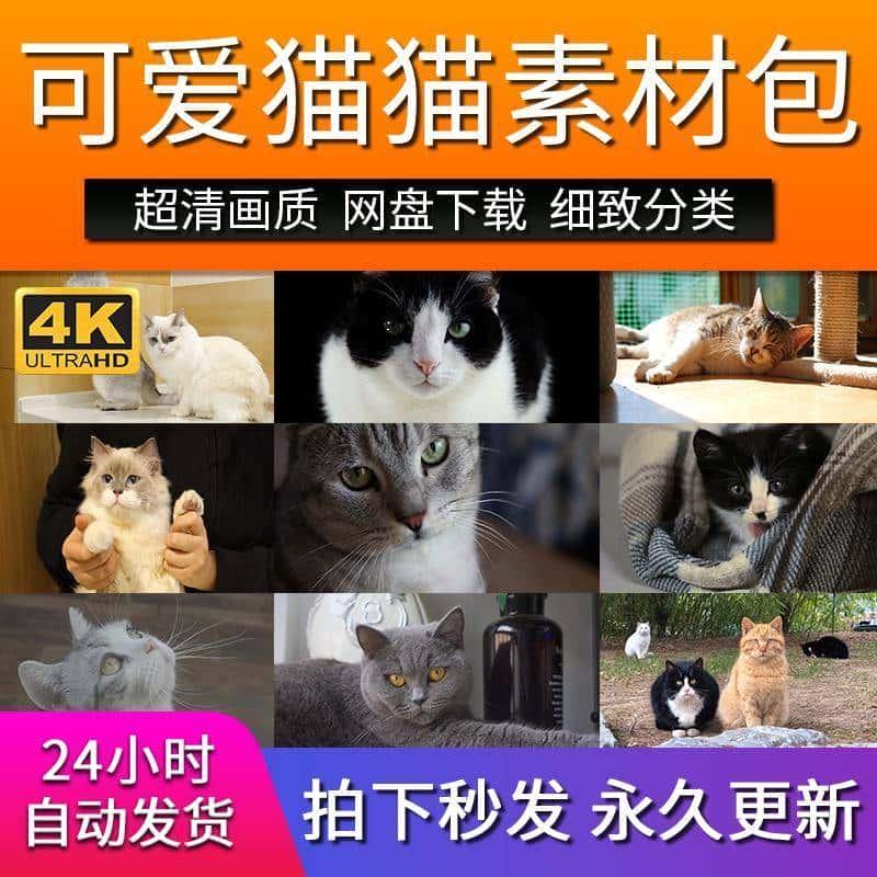 可爱猫猫宠物动物英短狸花橘猫蓝猫咪饲养美短视频超高清影视素材